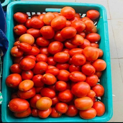 Organic Red Fresh Tomato - 100% Maturity, Food Grade for Cooking | Natural Taste, Non Harmful, Round & Oval Shape, Fresh for 7-10 Days