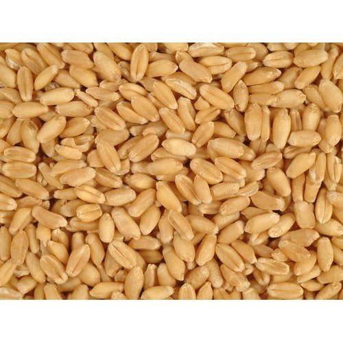 A Grade Organic Golden Wheat