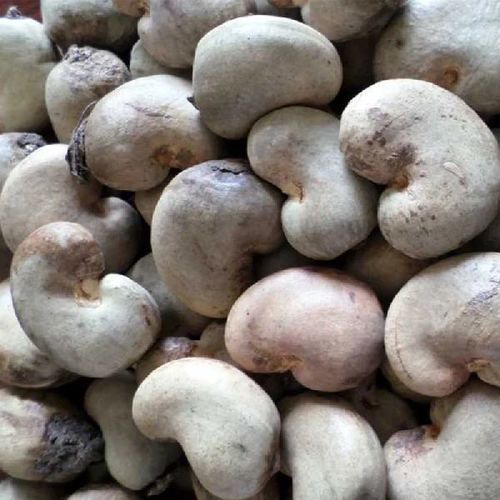 White Fssai Certified Natural Taste Healthy Raw Cashew Nuts