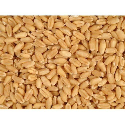 A Grade Organic Wheat