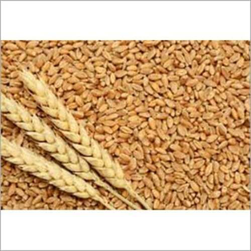 B Grade Organic Wheat
