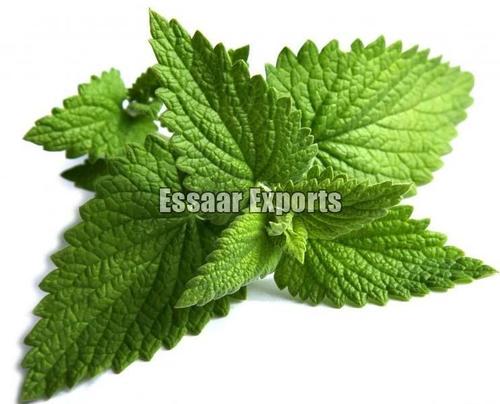 Good Fragrance Natural Taste Healthy Organic Green Fresh Peppermint Leaves
