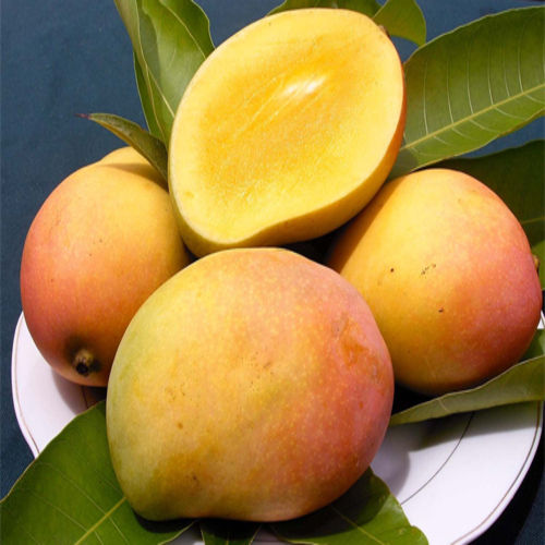 Healthy Good Delicious Sweet Taste Fresh Rajapuri Mango