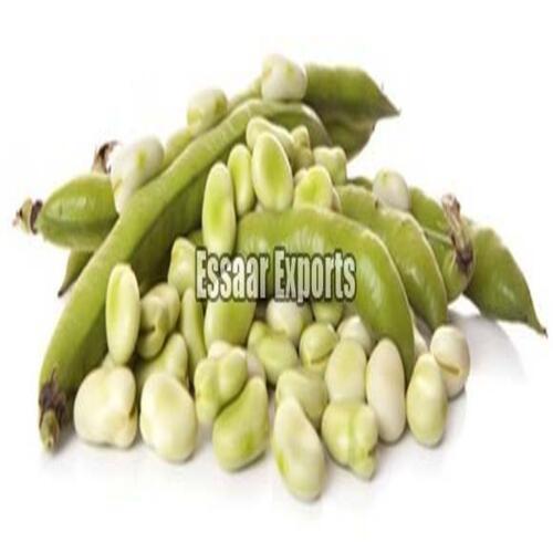 High In Protein Nutritious Healthy Green Organic Fresh Broad Beans