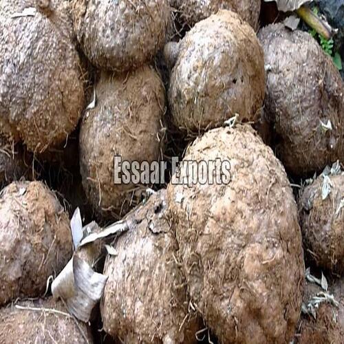 Natural Taste Healthy Brown Fresh Elephant Foot Yam At Best Price In Theni Essaar Exports