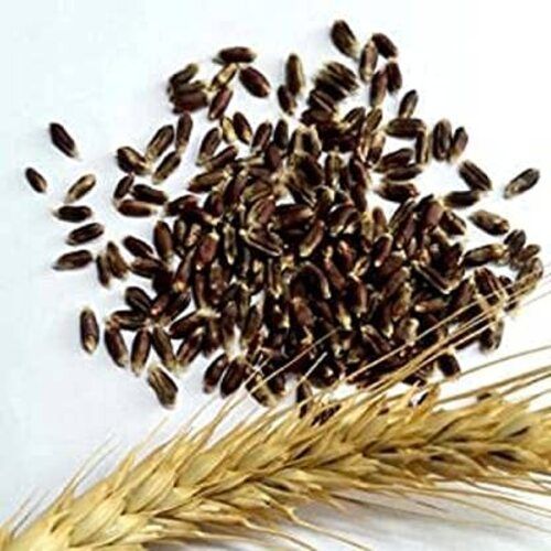 Organic Pure Black Wheat Grade: Food Grade