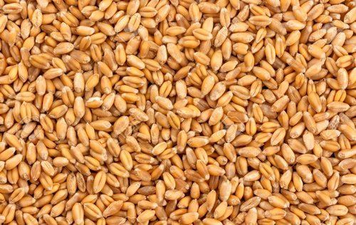 A Grade Organic Wheat