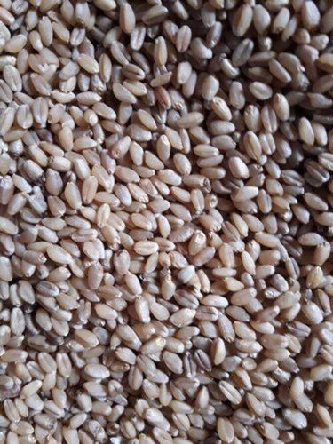 Chemical Free Rejected Wheat