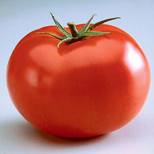 Round & Oval Rich Natural Taste Mild Flavor Healthy Organic Red Fresh Tomato