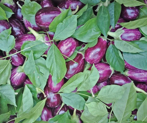 Vitamin B-6 5% Good Quality Fine Natural Taste Organic Purple Fresh Brinjal