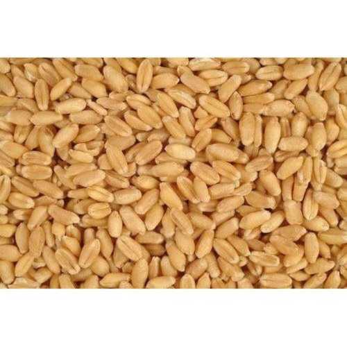 100% Purity Organic Wheat 