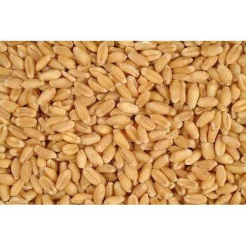 Golden Brown 100% Purity Organic Wheat 