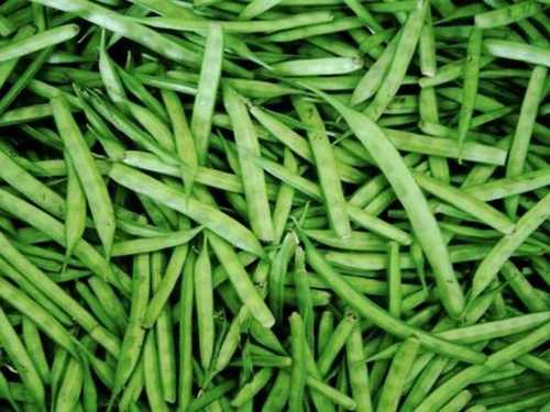 Fresh Green Guar Gum Beans