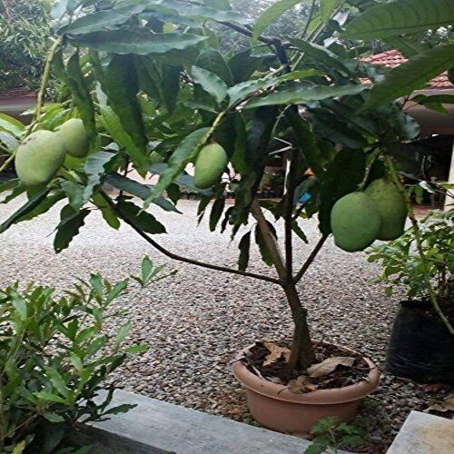 Fine Quality Large Green Healthy Natural Mango Plant