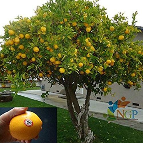 High Quality Sweet Flavor Natural Orange Fruit Plant