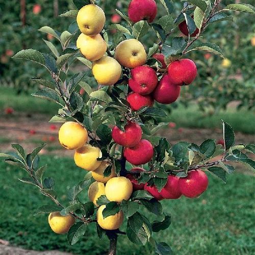 Maturity 99% Good Quality Natural Healthy Green Organic Apple Fruit Plant
