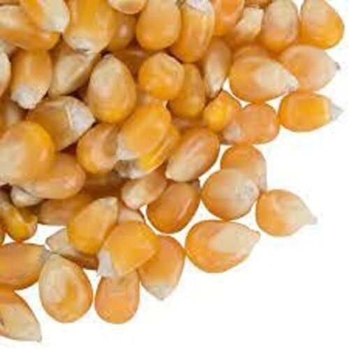 Dry Yellow Raw Maize, Available in 50kg Pack