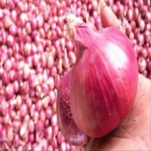 Enhance the Flavour Natural Taste Fresh Organic Red Onion