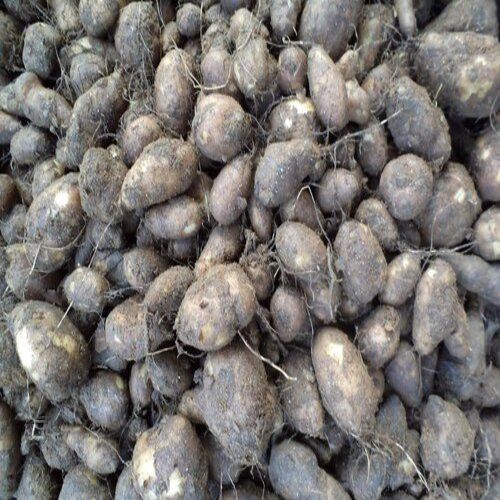 Good Quality Rich Natural Taste Healthy Fresh Chinese Potato Shelf Life: 7-10 Days