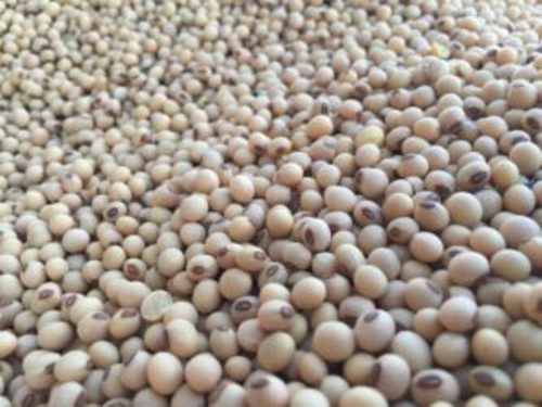 Organic High Protein Content Soybean Shortage 50 Kg Pack