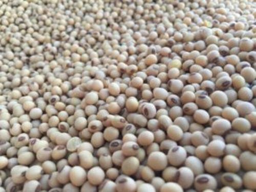 White Organic High Protein Content Soybean Shortage 50 Kg Pack