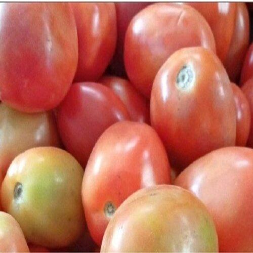 Round & Oval Rich Natural Taste Mild Flavor Healthy Organic Fresh Red Tomato