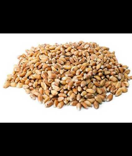 Gluten Free Agricultural Wheat