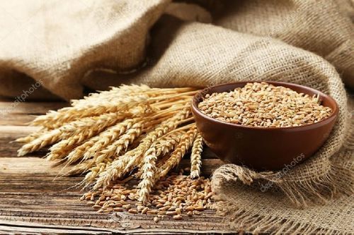 90-95% Purity Organic Wheat Seeds