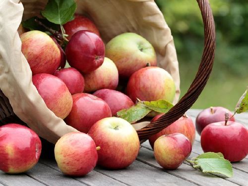 Red And Yellow Best Quality Organic Fresh Apple Fruit