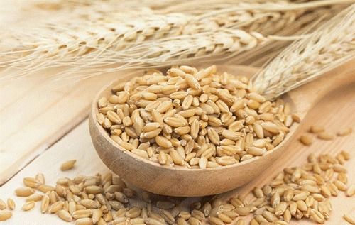 Fresh And Natural Organic Barley Seeds