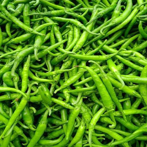 Hot Spicy Natural Taste Healthy Organic Fresh Green Chilli