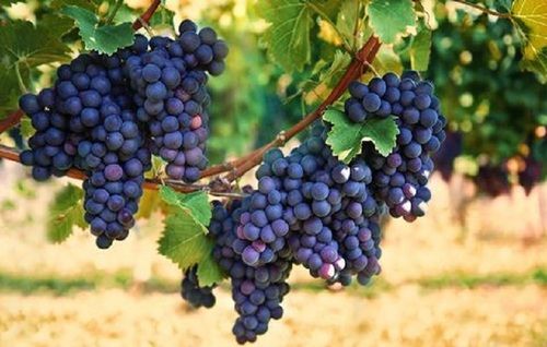 Natural Black Fresh Organic Grapes Fruit