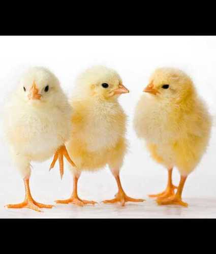Shop online selling Baby chicken with vegetables Nights Hero