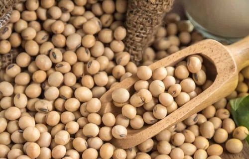 Premium Quality Organic Soybean Seeds