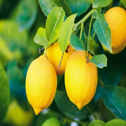 Round Natural And Fresh Lemon For Reduce Health Issue