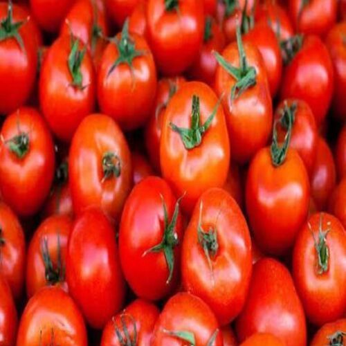 Organic Solanum Lycopersicum - Fresh Round & Oval Red Tomatoes, 100% Organic | Natural Taste, Non-Harmful, Ideal for Cooking and Human Consumption