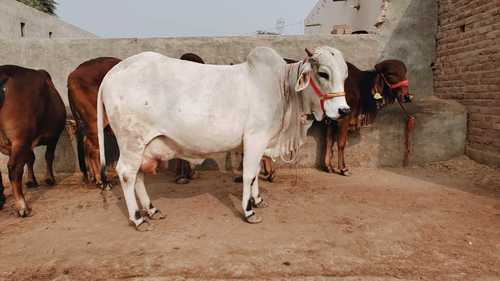Tharparkar Cow For Dairy Farming