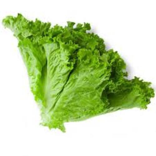 Excellent Quality Healthy Natural Taste Organic Green Fresh Lettuce