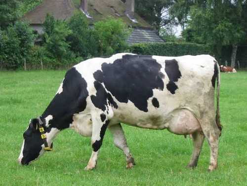 Female Cow Application: Automobile at Best Price in Nashik | Tall Bird ...