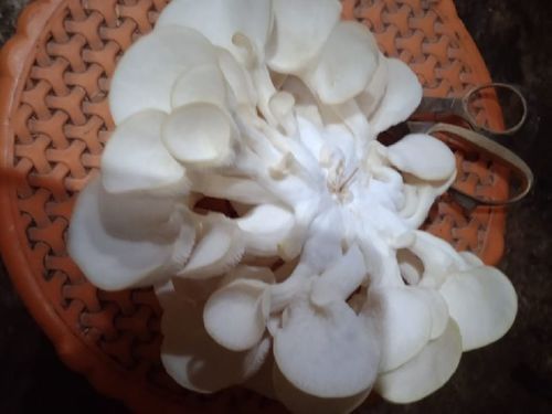 Healthy Rich Natural Taste Organic Fresh Oyster Mushroom Grade: Food Grade