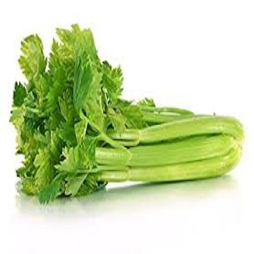High Quality Healthy Natural Taste Organic Green Fresh Celery