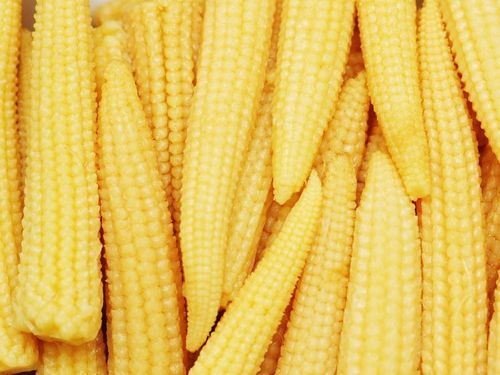 Moisture 45% Protein 6% Foreign Matter 02% Nutritious Healthy Natural Rich In Taste Yellow Corn Size: Standard