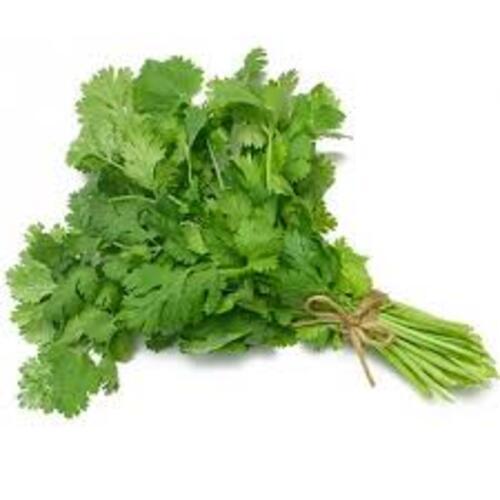 Calcium 6% Vitamin C 45% Natural Taste Healthy Organic Green Fresh Coriander Leaves