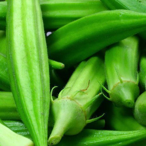 Calories 33% per100 grams Good Natural Taste Healthy Organic Green Fresh Okra Packed in Plastic Net Bags 
