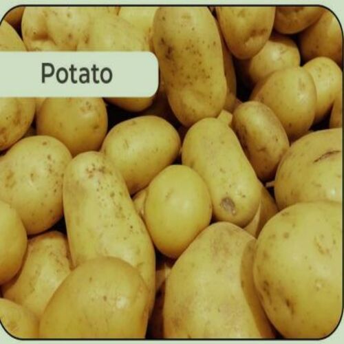 Free From Discoloration Mild Flavor Good In Taste Healthy Brown Fresh Potato