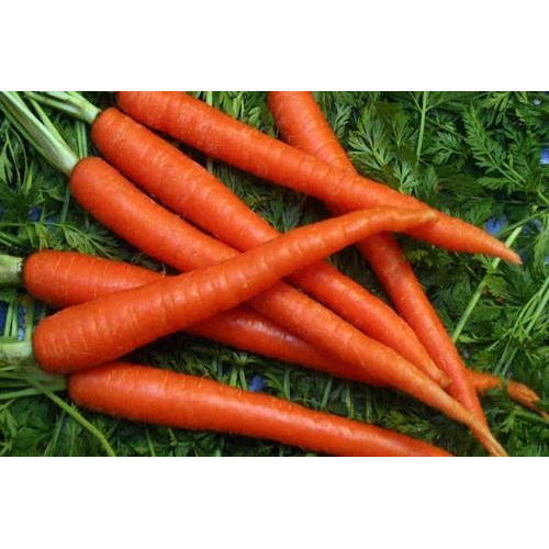 Iron 1% Size 15-25cm Natural Delicious Taste Good For Health Organic Red Fresh Carrot with Pack Size 50-100kg