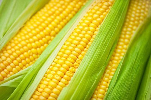 Magnesium 9% Carbohydrate 1.20g Fat 2.45g Maturity 100% Protein 10% Nutritious Healthy Natural Rich in Taste Yellow Fresh Corn