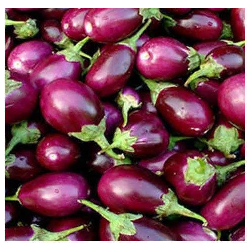 Good Quality Fine Natural Taste Purple Fresh Brinjal Packed in Plastic Bag or Polythen
