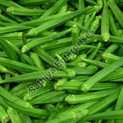 Good Rich Natural Taste Healthy Organic Green Fresh Lady Finger with Pack Size 10-20kg
