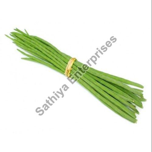 Maturity 100% Eco-Friendly Natural Healthy Organic Green Fresh Drumsticks